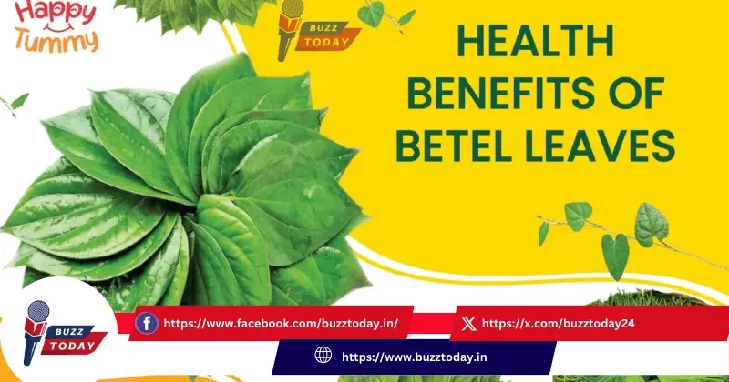 how-to-consume-betel-leaves-for-health-benefits