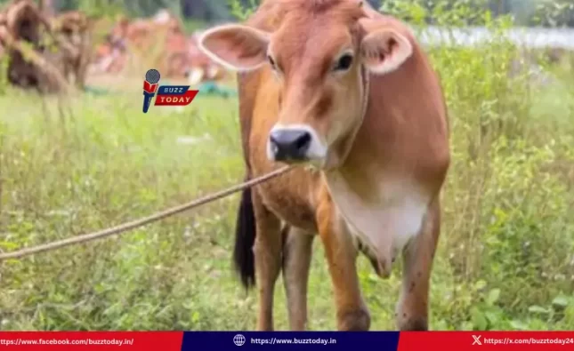 loans-subsidy-ap-dairy-farmers