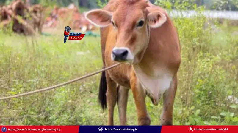 loans-subsidy-ap-dairy-farmers