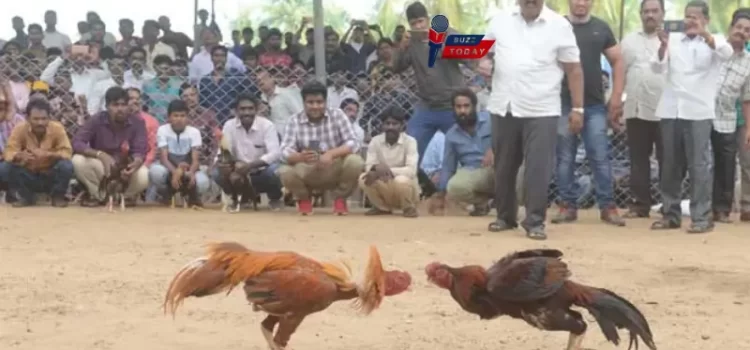 Sankranthi Cock Fights: నెల్లూరు పందెం కోళ్లకు గోదావరి జిల్లాల్లో భారీ గిరాకీ