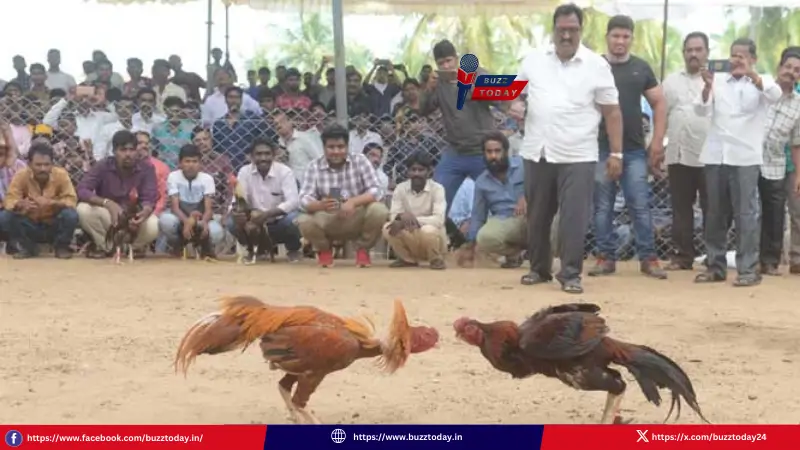 sankranthi-cock-fights-nellore-godavari-roosters