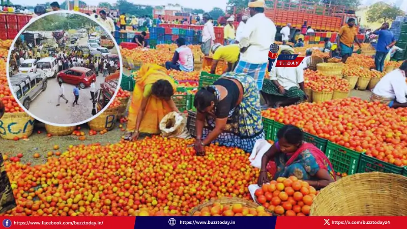 tomato-chilli-prices-drop-farmers-protest